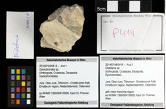 Foto (Objekt + Etiketten) von Distefania sp. 